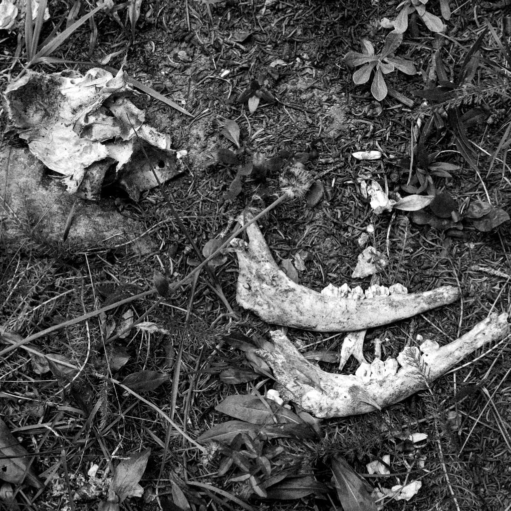 bones on the forest floor photo by tim roessler timothy roessler